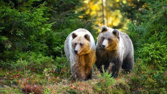 Hotel Au Lit Des Ours هان سور ليسه المظهر الخارجي الصورة